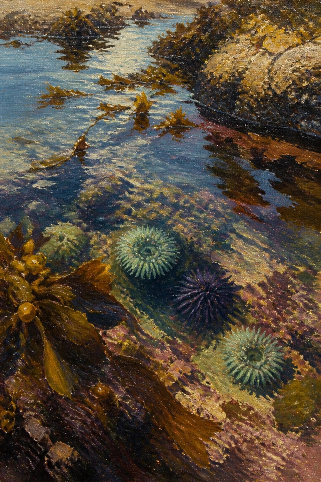 Detailed painting of rocky tide pool with green anemones, purple urchin, and floating seaweed