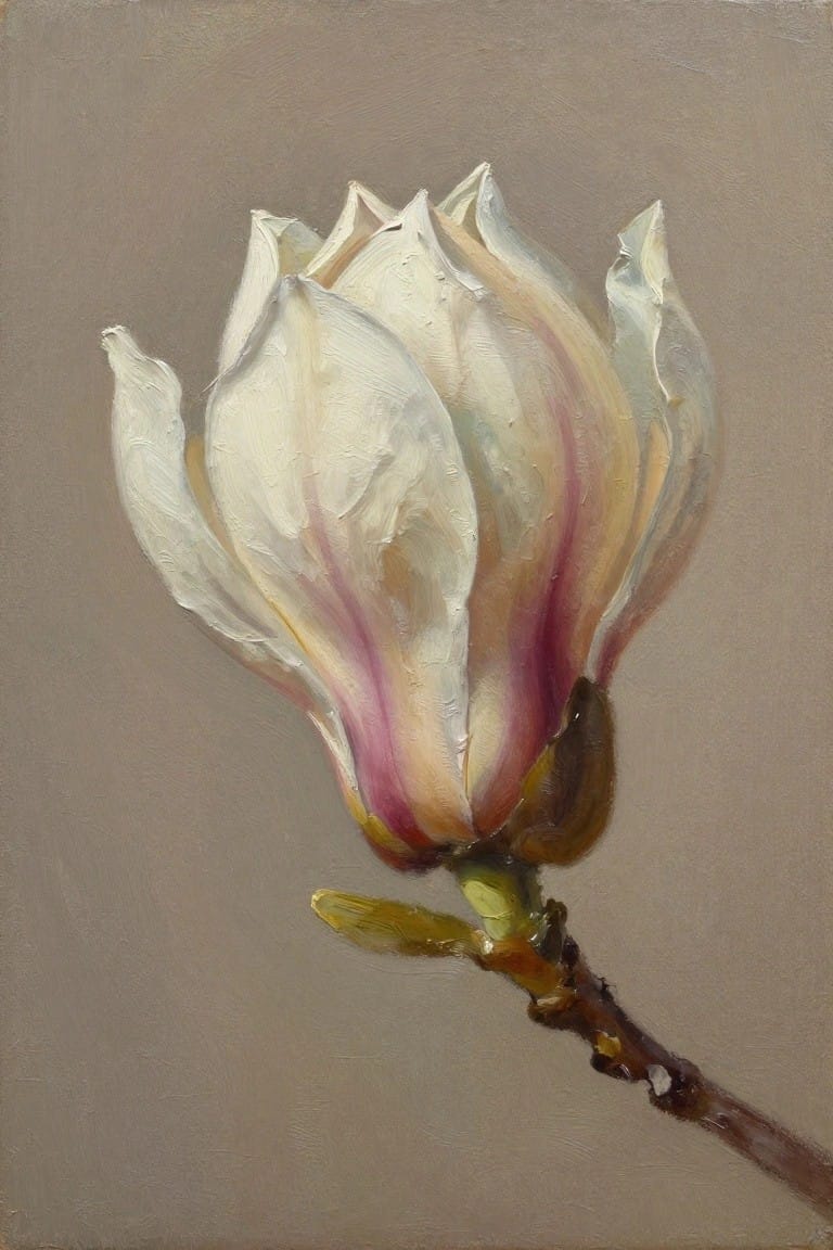 White magnolia bloom with pink-purple streaks on brown stem against taupe background