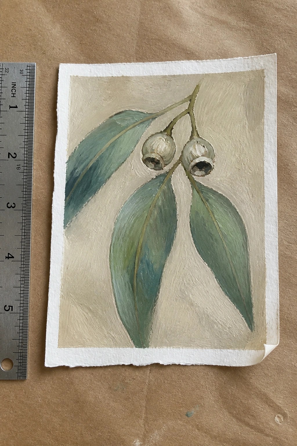 Painting of eucalyptus leaves and seed pods beside ruler on brown paper.