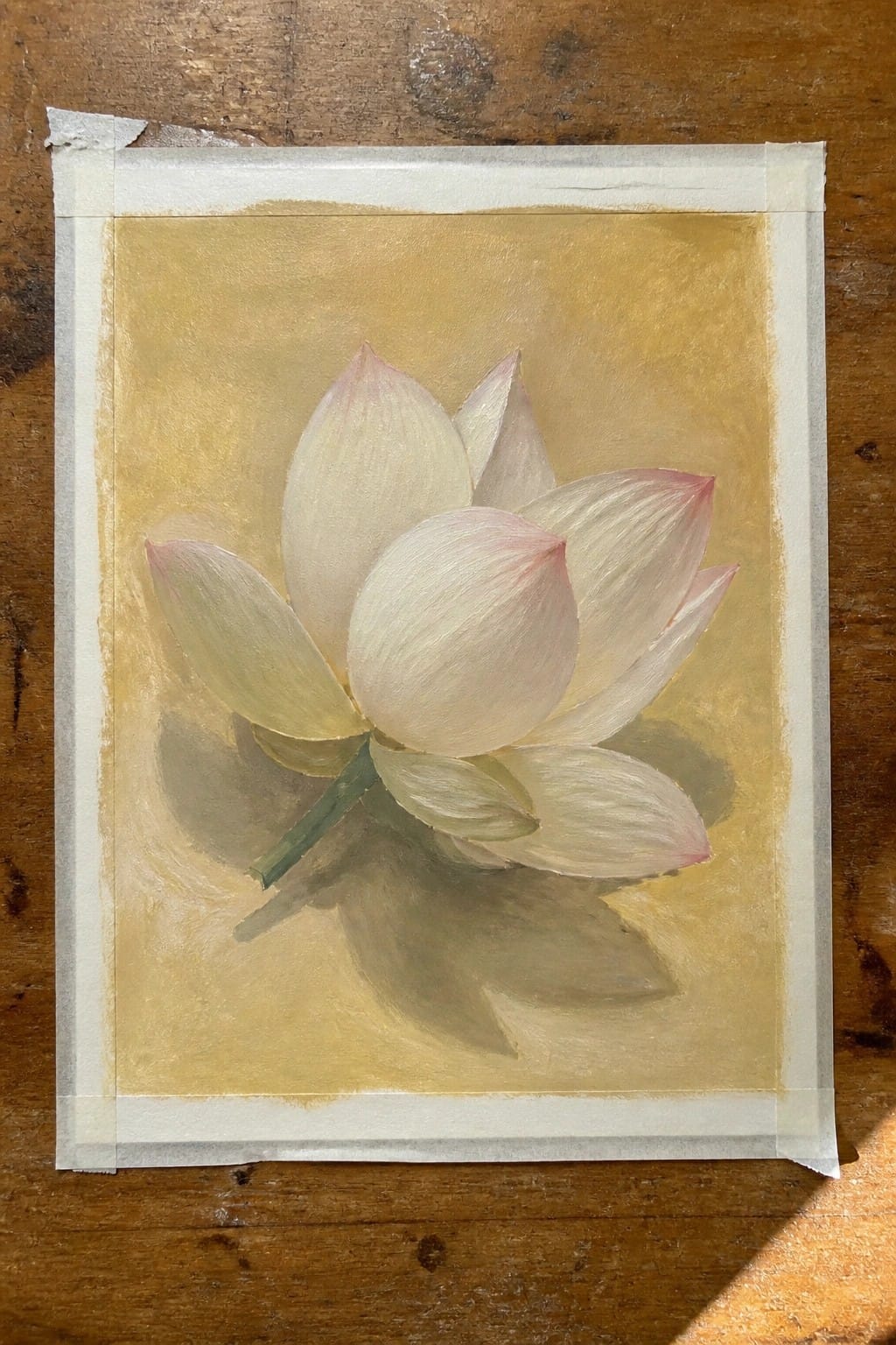 White lotus flower with pink tips on gold background, taped to wood
