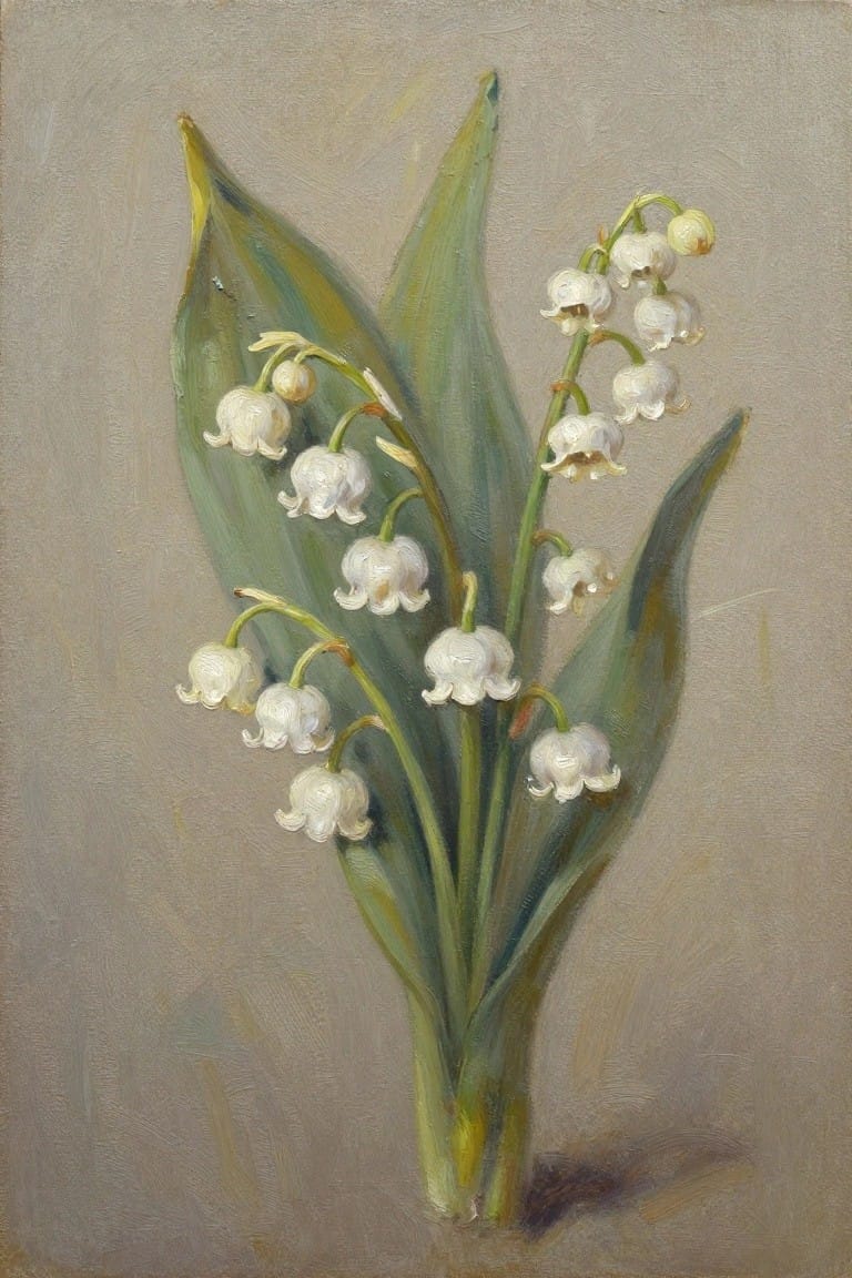 White lily of the valley flowers with broad green leaves on gray background.