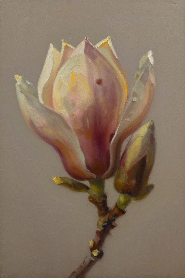 Pink magnolia bloom with cream petals and buds on a woody stem